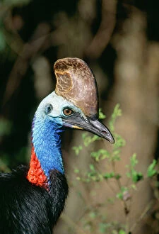 Images Dated 1st September 2004: Double-wattled Cassowary Tropical Rainforest. North Queensland, Australia