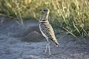 Doublebanded Courser - Close up standing in track