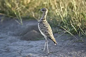 Doublebanded Courser - Close up standing in track - Kalahari - Botswana
