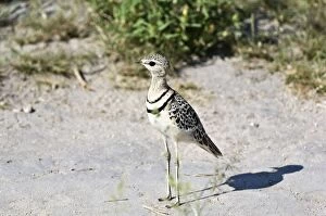 Images Dated 28th February 2008: Doublebanded Courser - Standing