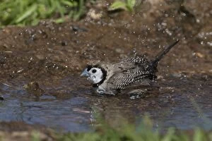 Doublebarred Finch Bathing in a shallow pool below a dr