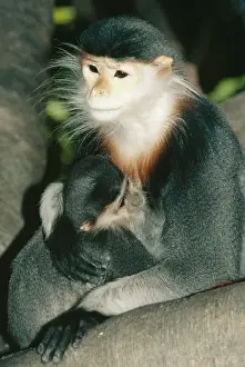 Douc Langer Monkey KEL 1027 Mother & Baby. Rainforests Vietnam, Laos. Endangered. Pygathrix nemaeus © Ken Lucas / ARDEA LONDON