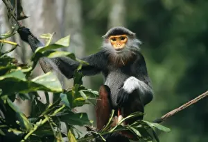 Monkeys Prints: Douc Langur Monkey / Red-shanked Douc