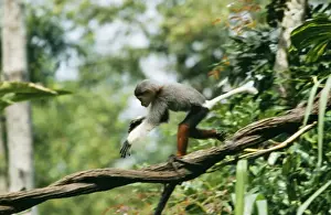 Douc Langur Monkey WAT 4459 Pygathrix nemaeus © M. Watson / ardea. com