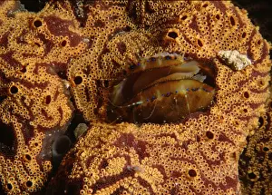 Scallop Prints: Doughboy scallop, Chlamys asperrimus