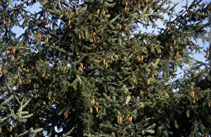 Cones Prints: Douglas Fir