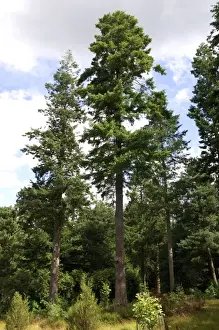 Firs Prints: Douglas-Fir - Bedgebury Pinetum, Goudhurst, Kent, UK. August