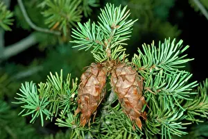 Seeds Prints: Douglas Fir - cones