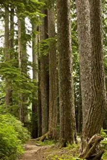 Firs Prints: Douglas Fir (Pseudotsuga menziesii) old trees