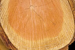 Images Dated 16th April 2008: Douglas Fir Tree - Growth ring