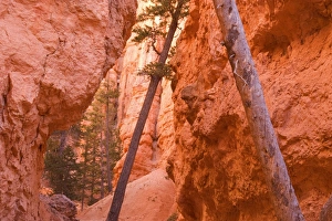 Douglas Firs - growing inside the steep sandstone walls of Wall Street deep within the maze of hoodoos and rock formations of Bryce Canyon Douglas Firs - growing inside the steep sandstone walls of Wall Street deep within the maze of hoodoos and rock formations of Bryce Canyon
