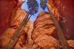 Douglas Firs - growing inside the steep sandstone walls of Wall Street deep within the maze of hoodoos and rock formations of Bryce Canyon - Bryce National Park - Colorado Plateau - Utah - USA