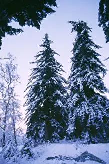 Firs Prints: Douglas Firs in snow - Guischan Estate, Invernessshire, Scotland