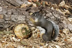 Douglas Squirrel / Chickaree - feeding