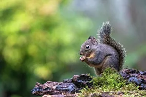 Pine Gallery: Douglas Squirrel standing on a log eating a nut