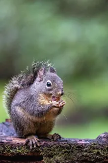 Small Gallery: Douglas Squirrel standing on a log eating a peanut