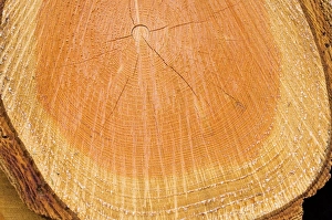 Images Dated 16th April 2008: Douglas Tree - Growth ring The Netherlands, Overijssel, forestry Staphorst