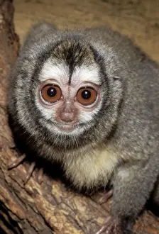 Startled Prints: Douroucouli / Night Monkey / Owl Monkey Nocturnal Monkey, Northern Brazil