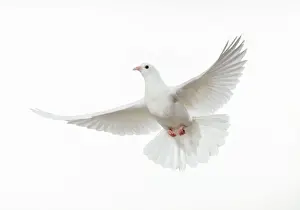 Dove - in flight