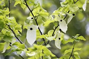 Images Dated 19th May 2010: Dove / Ghost tree - showing false petals or bracts of flowers - Hessen - Germany