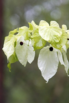 Images Dated 19th May 2010: Dove / Ghost tree - showing false petals or bracts of flowers - Hessen - Germany