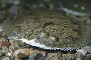 Images Dated 24th June 2005: Dover / Common Sole - coastal NW Europe & Med