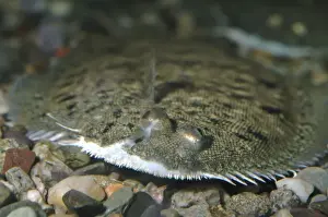 Dover Prints: Dover / Common Sole - coastal NW Europe & Med