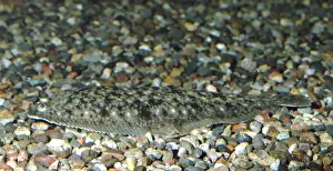 Dover / Common Sole - coastal NW Europe & Med