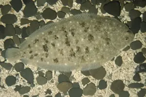 Sole Prints: Dover / Common Sole Fish - On sea bed UK marine