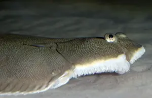 Dover Prints: Dover Sole. Atlantic and North Sea. Flatfish living on seabed