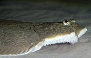 Images Dated 22nd April 2007: Dover Sole. Atlantic and North Sea. Flatfish living on seabed