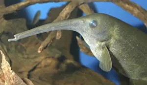 Downpoker electric fish freshwater, Africa