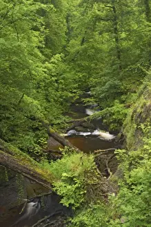 Downstream of Henrhyd Falls Brecon Beacons NP, Wales LA000435