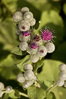 Dispersal Prints: Downy burdock (Arctium tomentosum). Germany