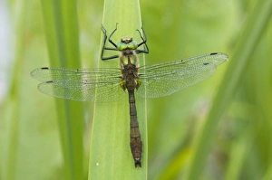 Images Dated 22nd May 2008: Downy Emerald - Male - The Netherlands - Overijssel - De Wieden