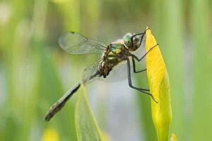 Images Dated 22nd May 2008: Downy Emerald - Male on yellow flag