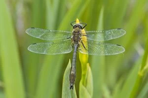 Images Dated 22nd May 2008: Downy Emerald - Male on yellow flag - The Netherlands - Overijssel - De Wieden