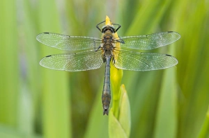 Images Dated 22nd May 2008: Downy Emerald - Male on yellow flag - The Netherlands - Overijssel - De Wieden