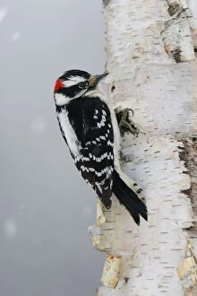 Images Dated 4th January 2006: Downy Woodpecker