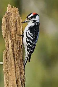 Downy Woodpecker