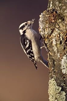 Images Dated 19th March 2007: Downy Woodpecker - female