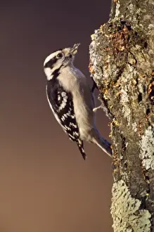 Downy Woodpecker - female