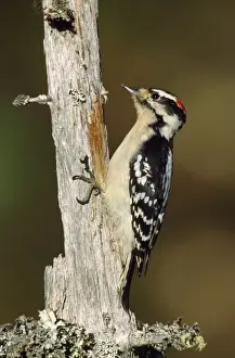 Downy Woodpecker - male