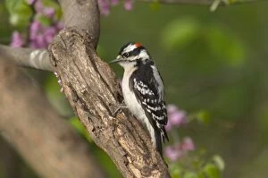 Downy Woodpecker - Male on tree, Spring
