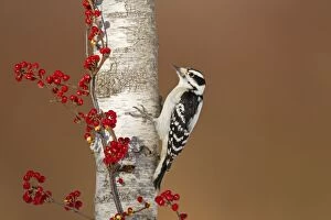Images Dated 30th December 2010: Downy Woodpecker - male in winter - December