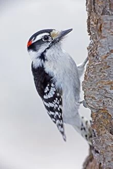 Images Dated 13th March 2009: Downy Woodpecker - on tree trunk