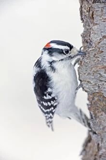 Images Dated 13th March 2009: Downy Woodpecker - on tree trunk