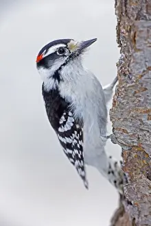 Downy Woodpecker - on tree trunk - New York - USA