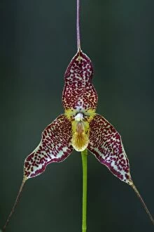 Dracula orchid, Antioquia, Colombia