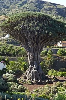 Images Dated 30th November 2011: The Drago Dragon Tree